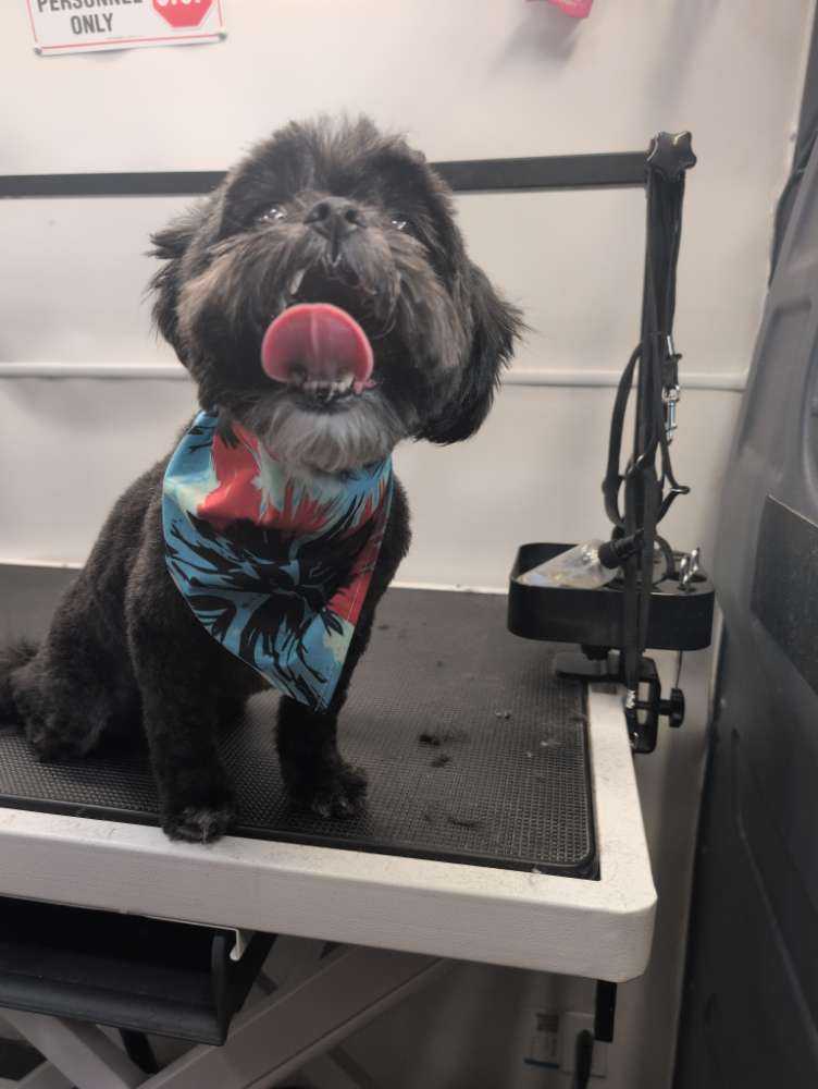 Dog Pet Photo