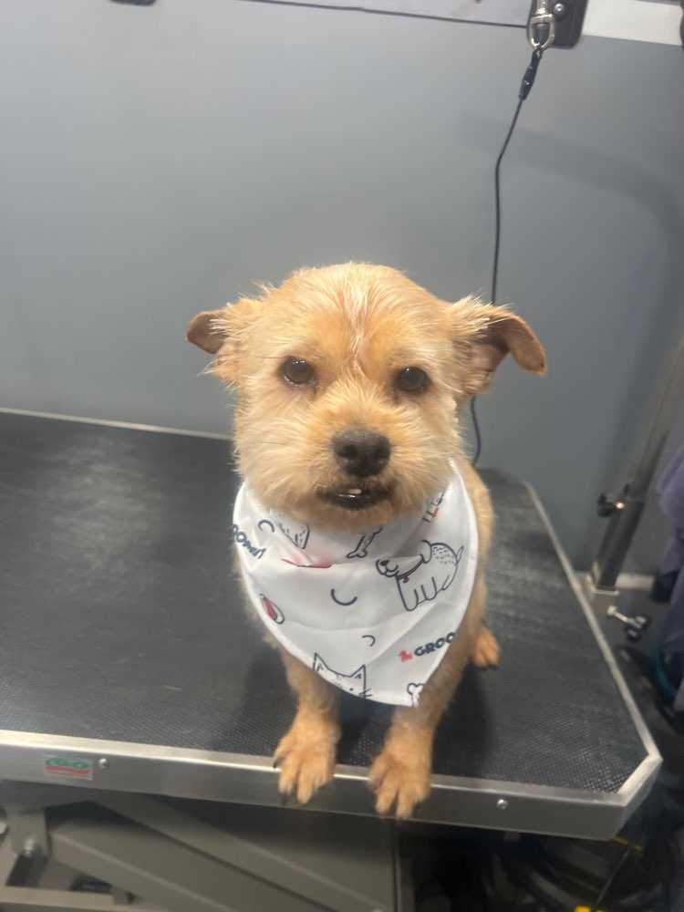 Teddy