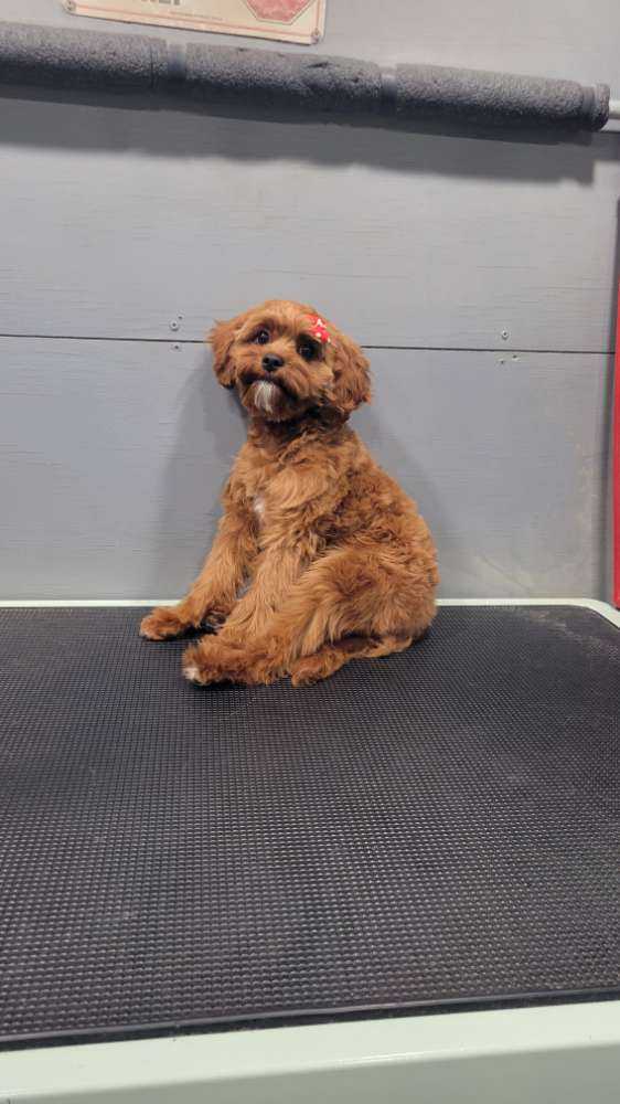 Dog Pet Photo