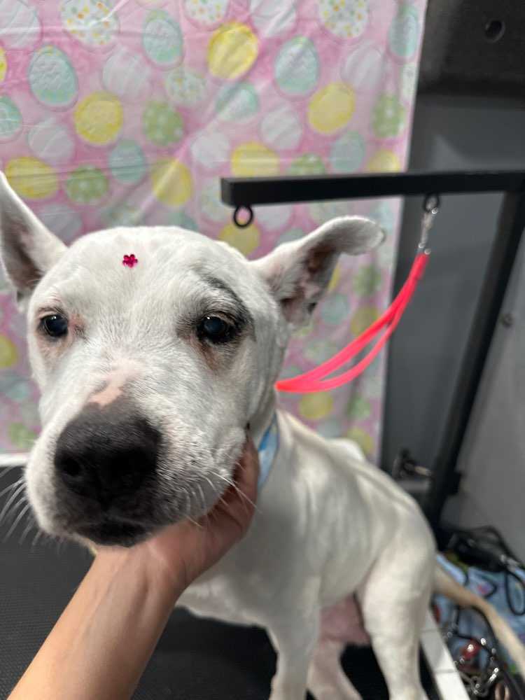 Pinky