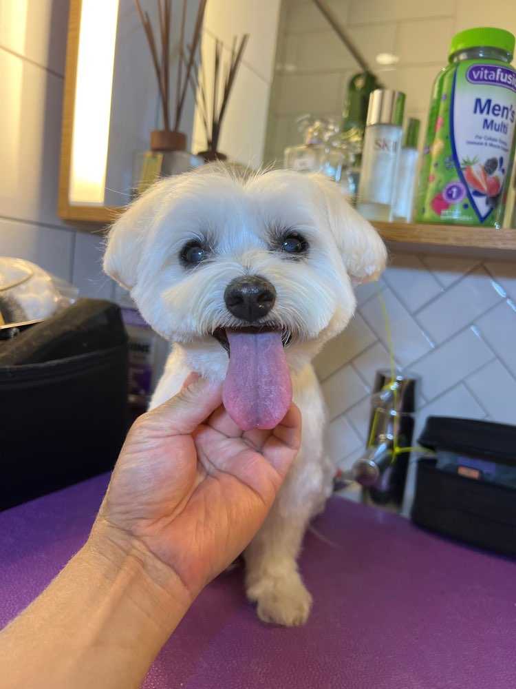 Dog Pet Photo