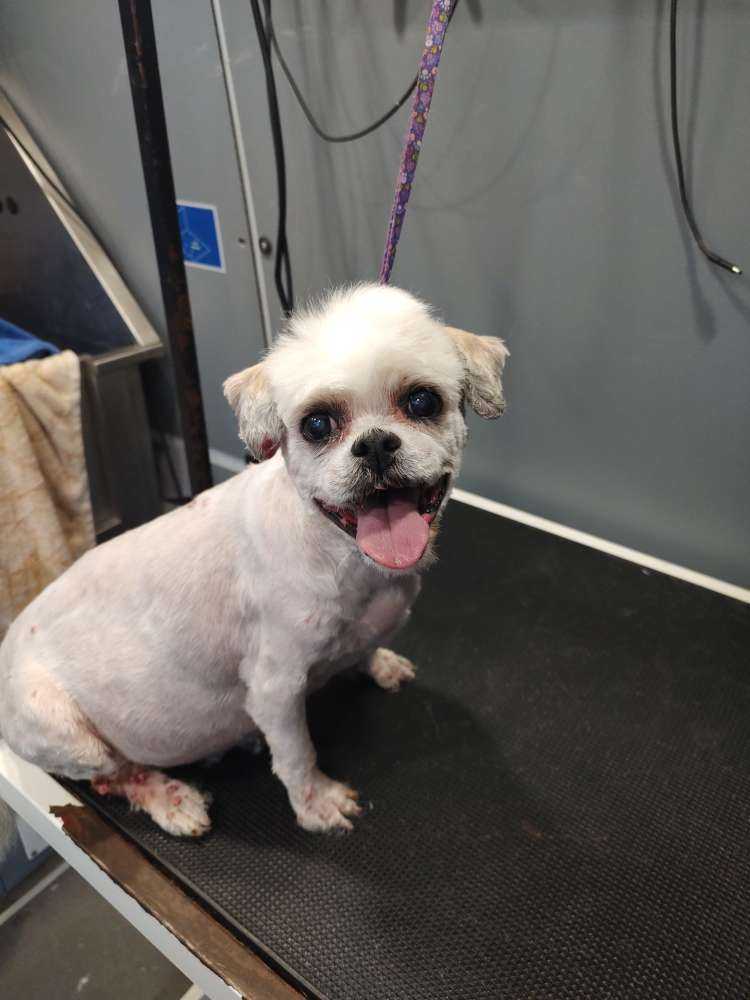 Pet