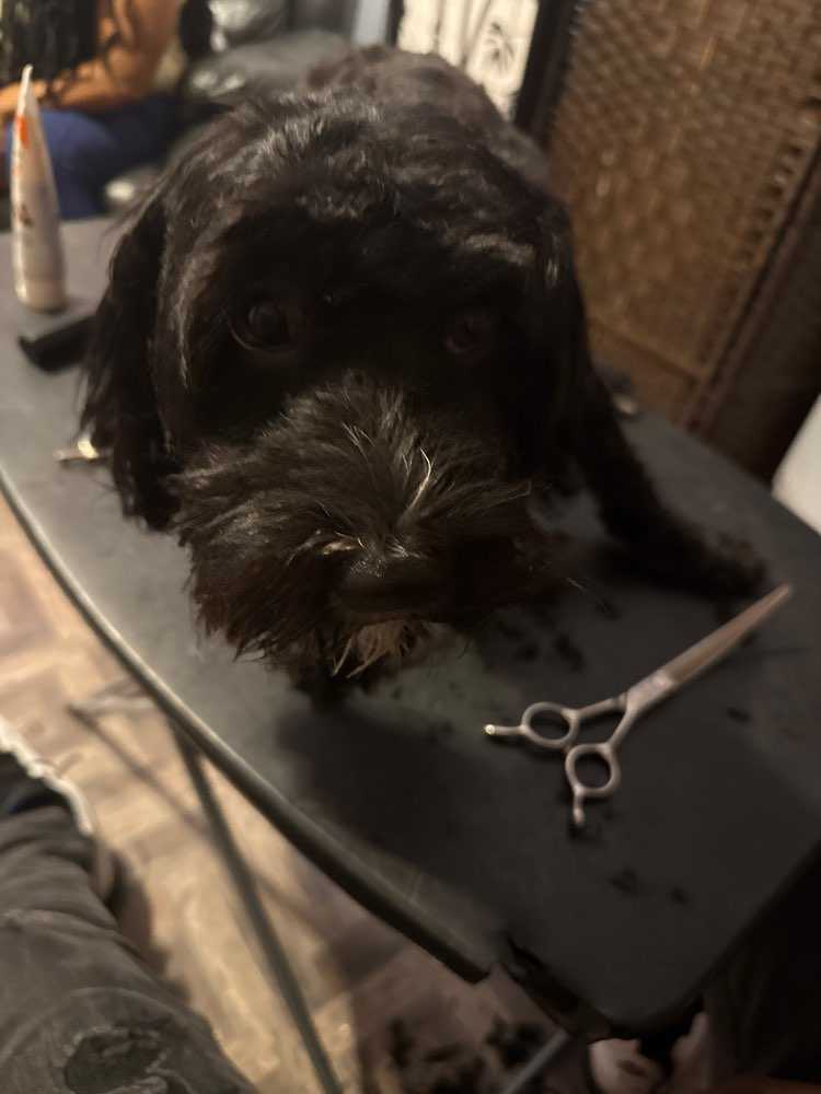 Pet