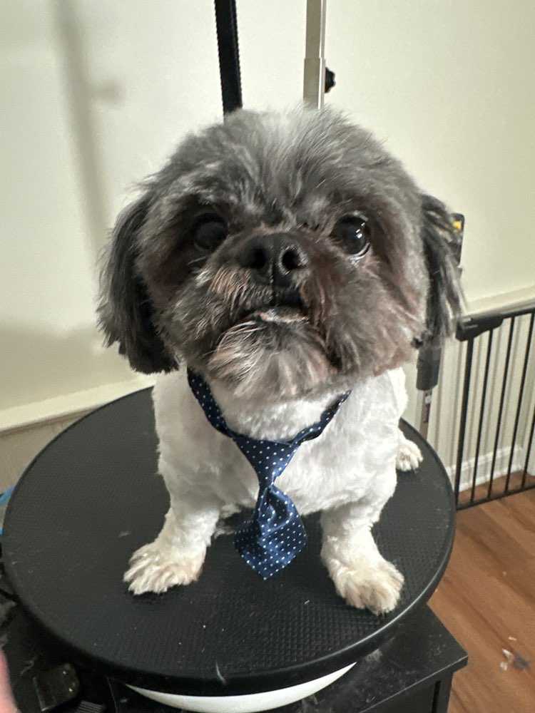 Dog Pet Photo