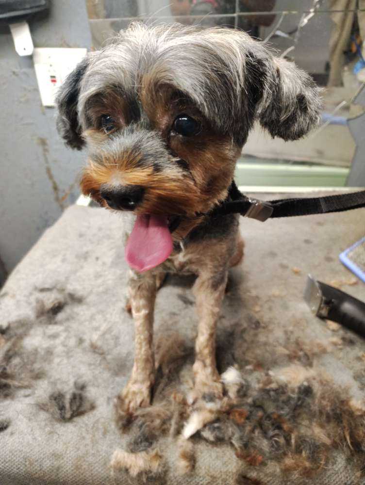 Dog Pet Photo