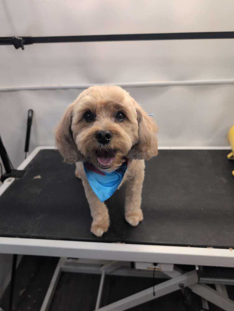 Bentley 