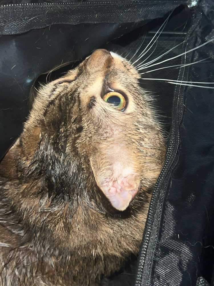lulu