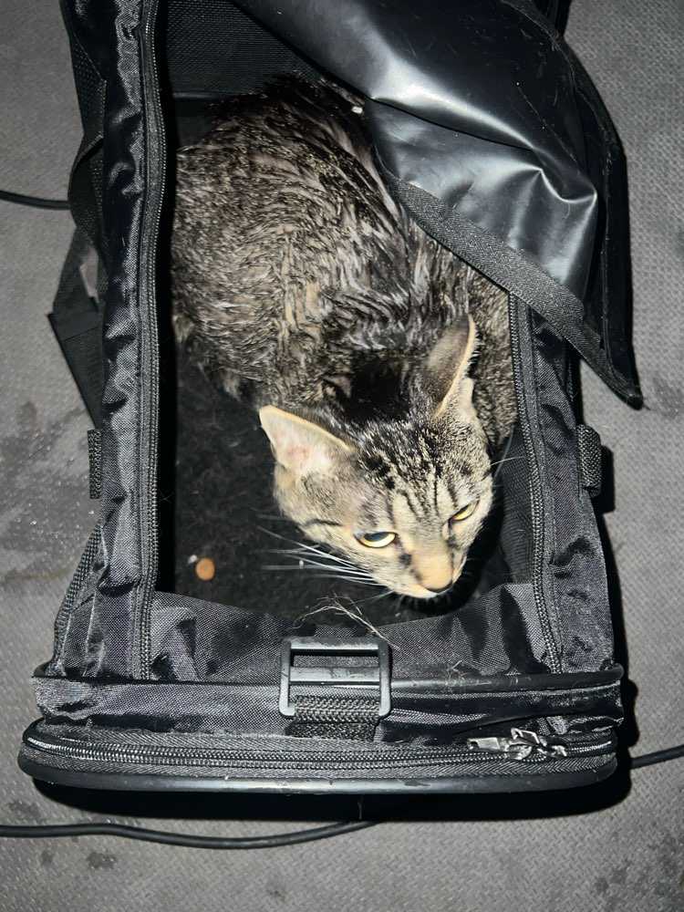 coco