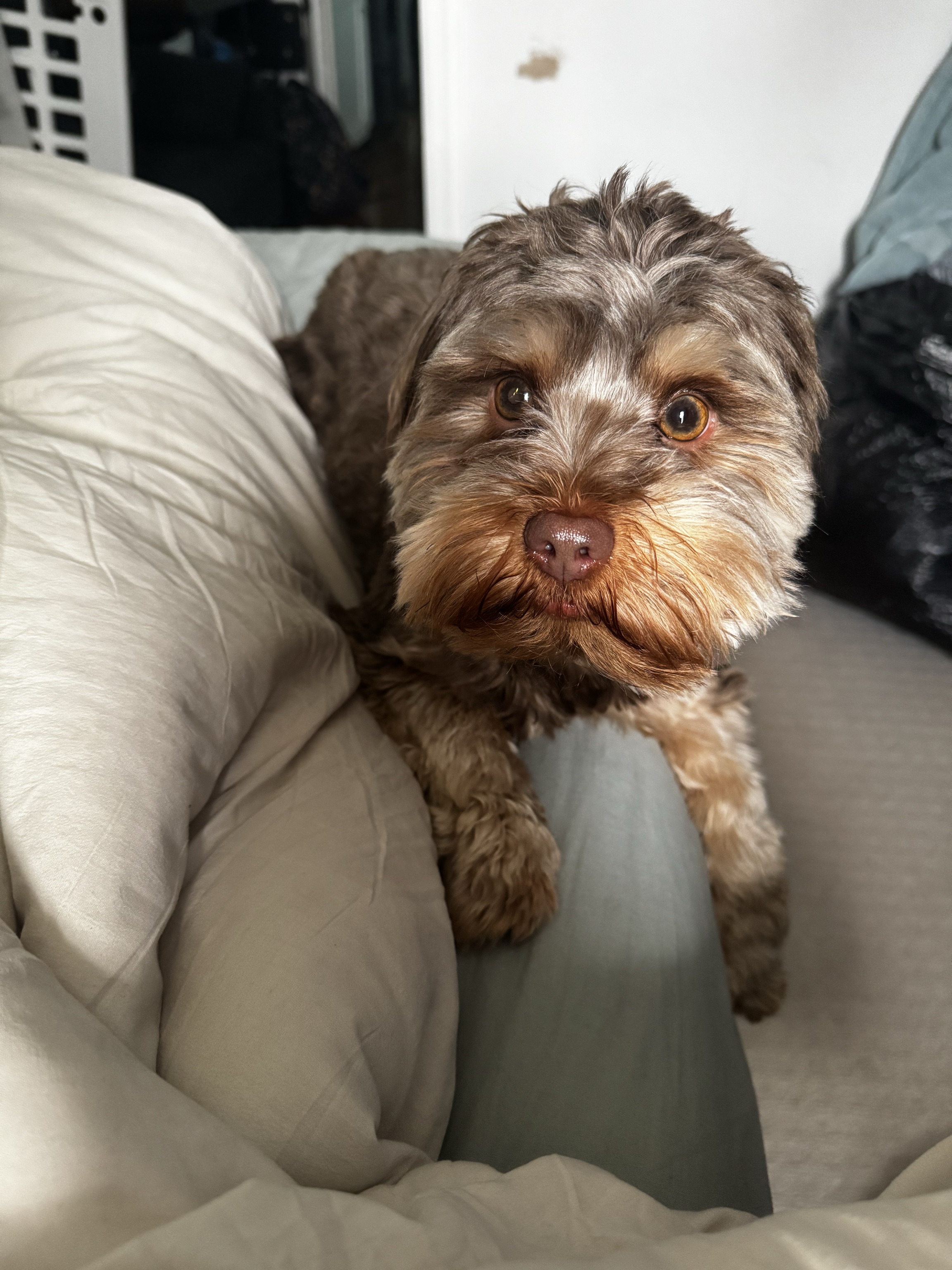 Dog Pet Photo