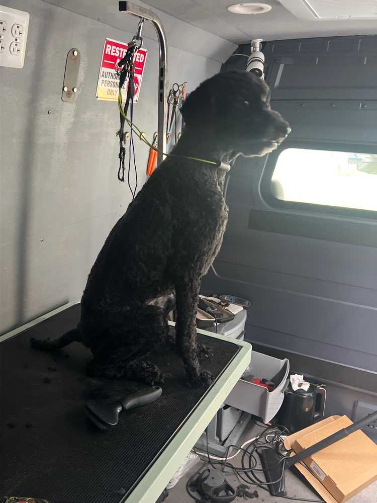 Piper