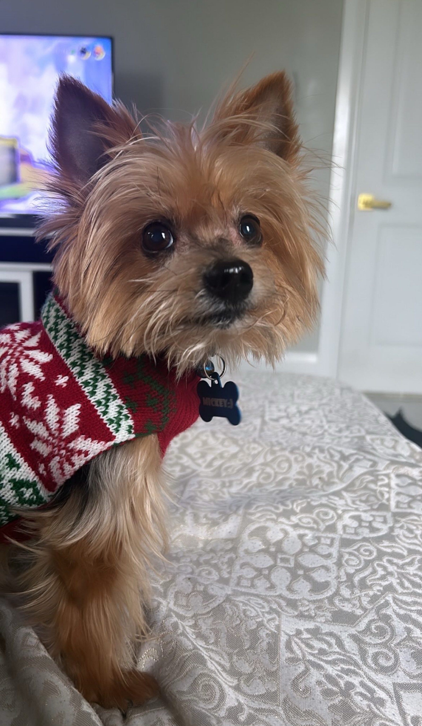 Dog Pet Photo
