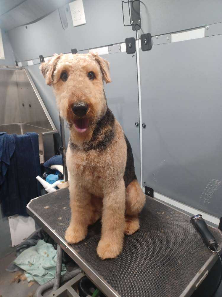 Dog Pet Photo