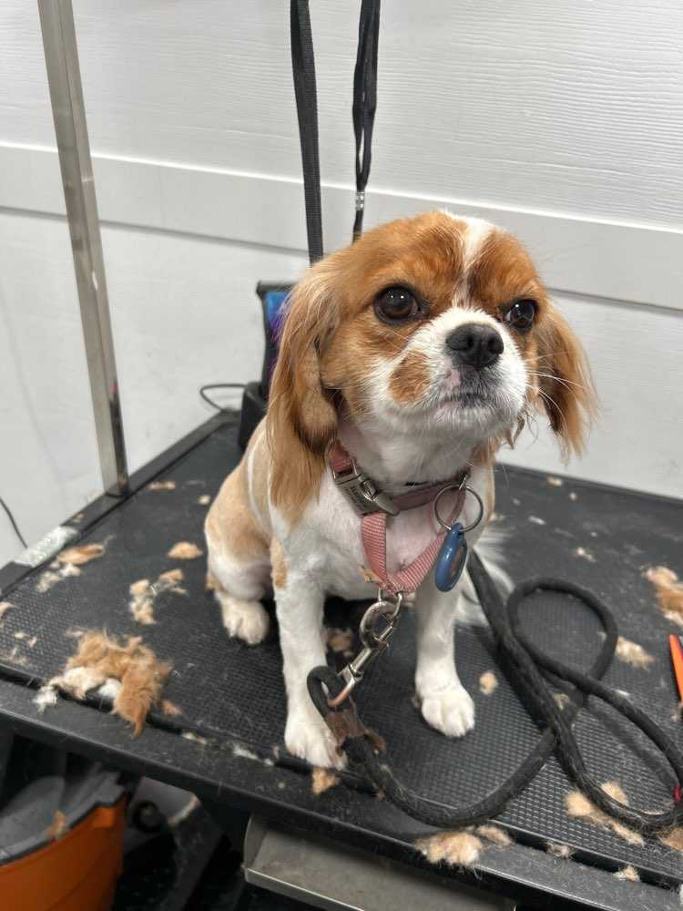 Dog Pet Photo