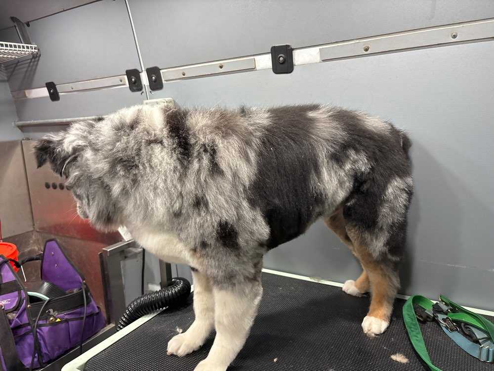bubba