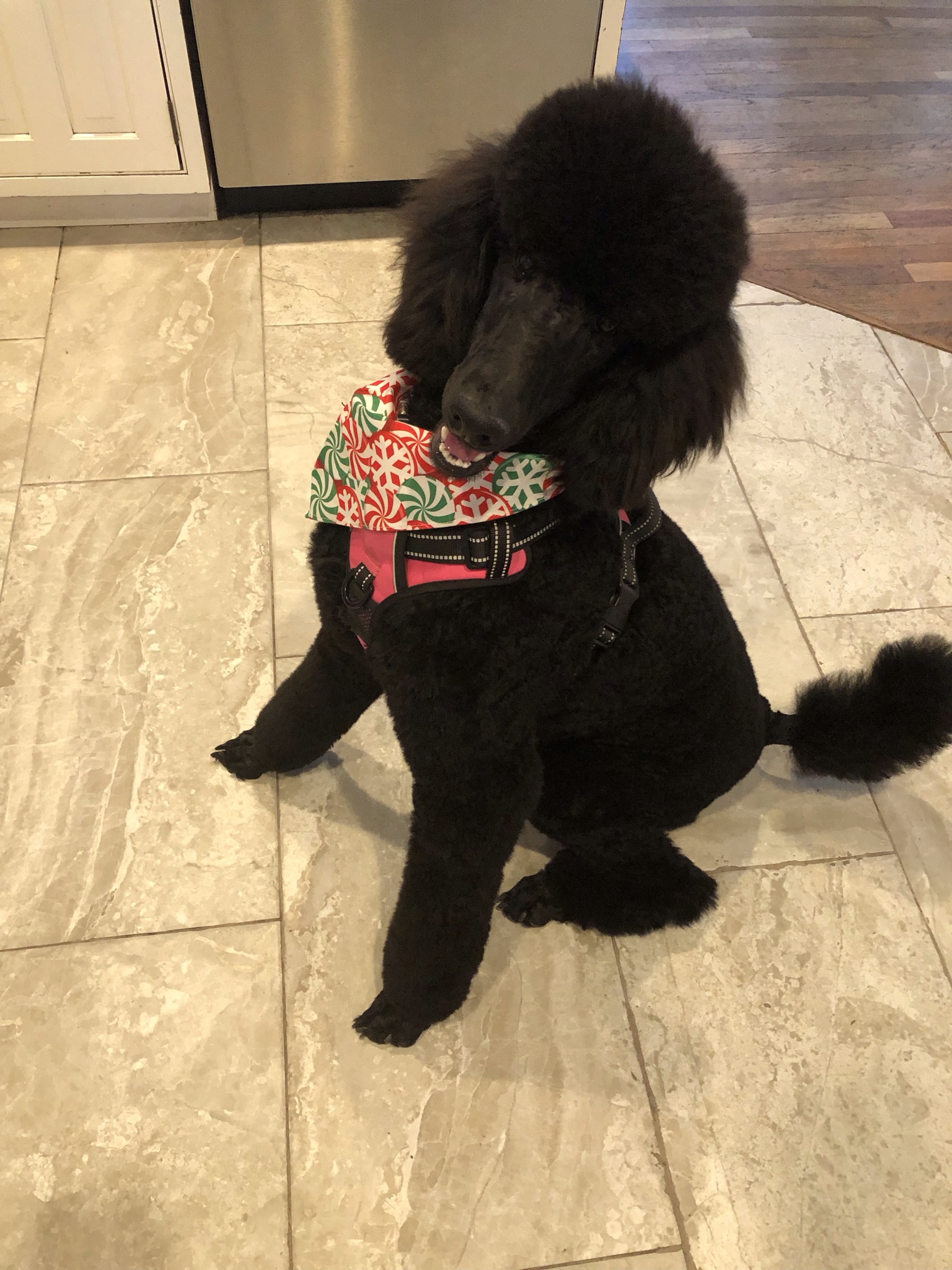 Remy Stella