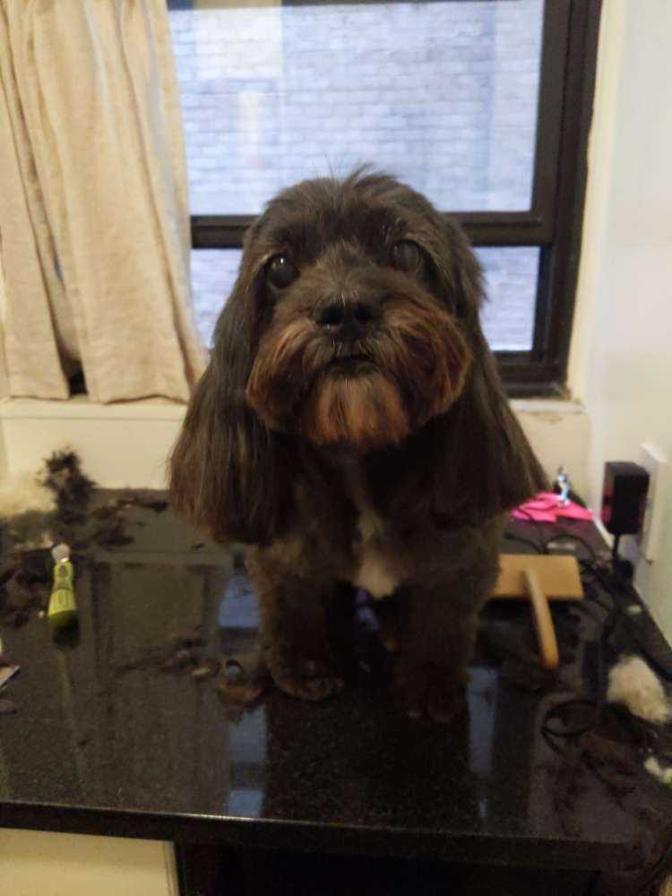 Dog Pet Photo