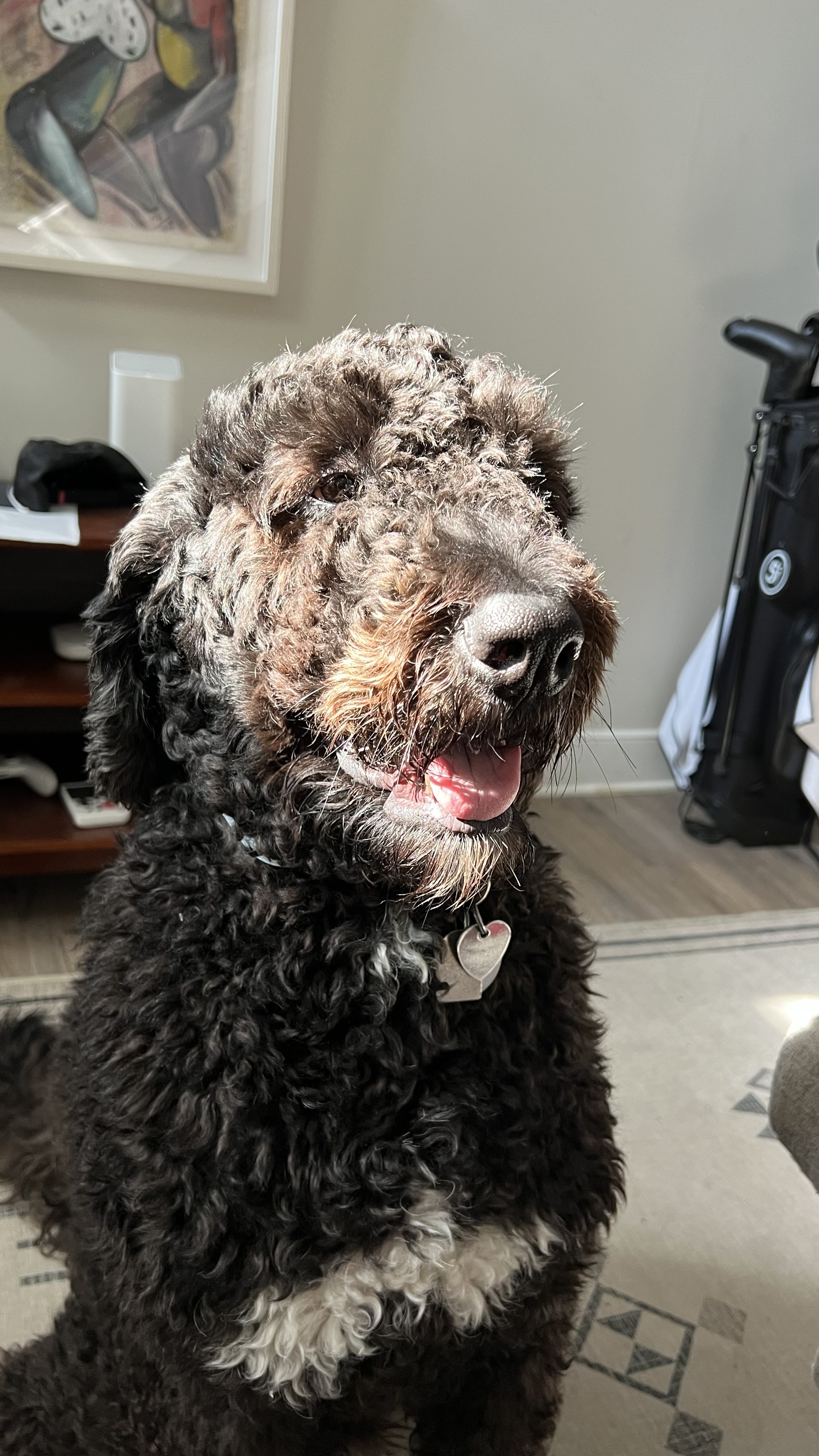 Dog Pet Photo