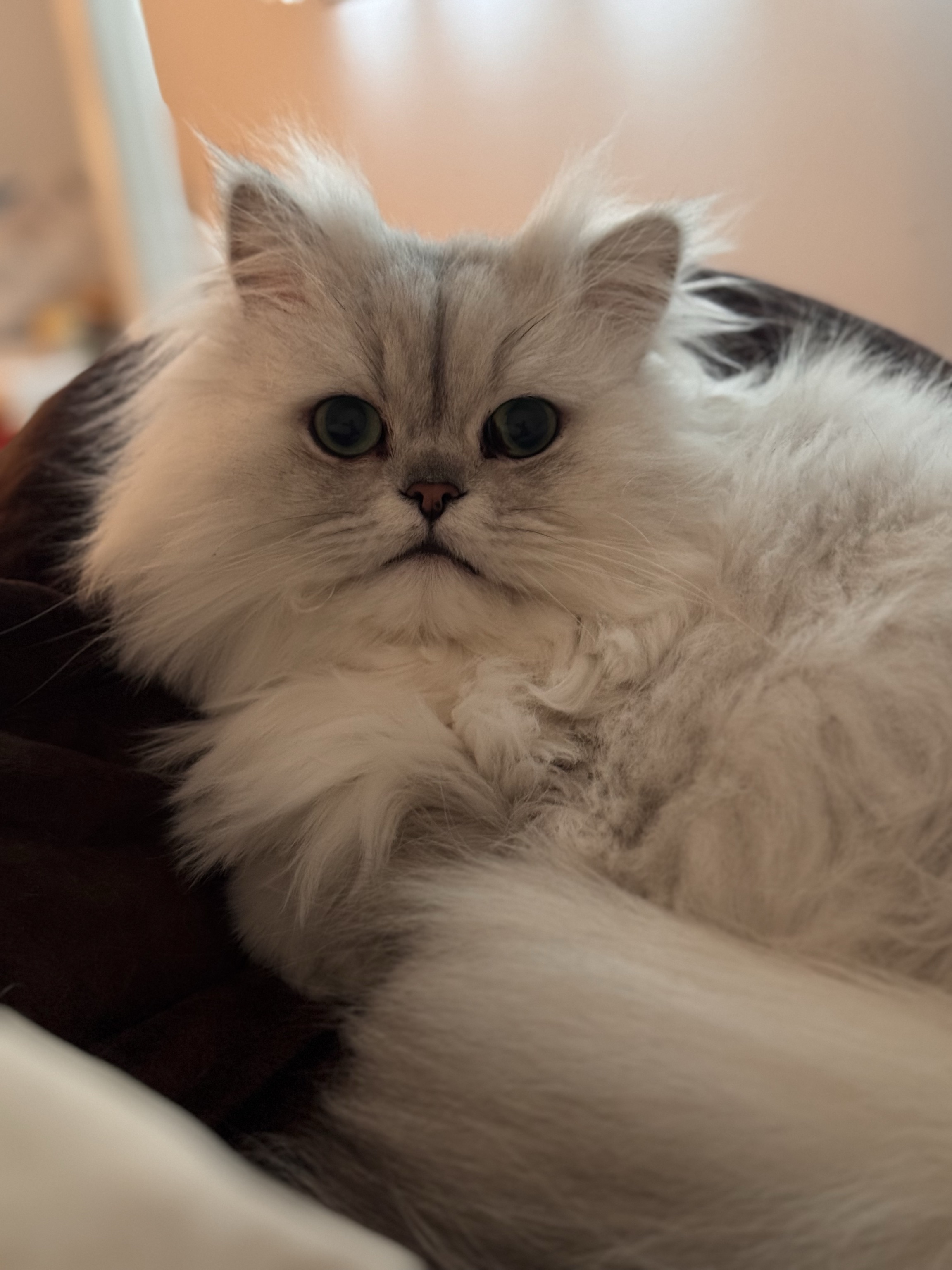 Leo