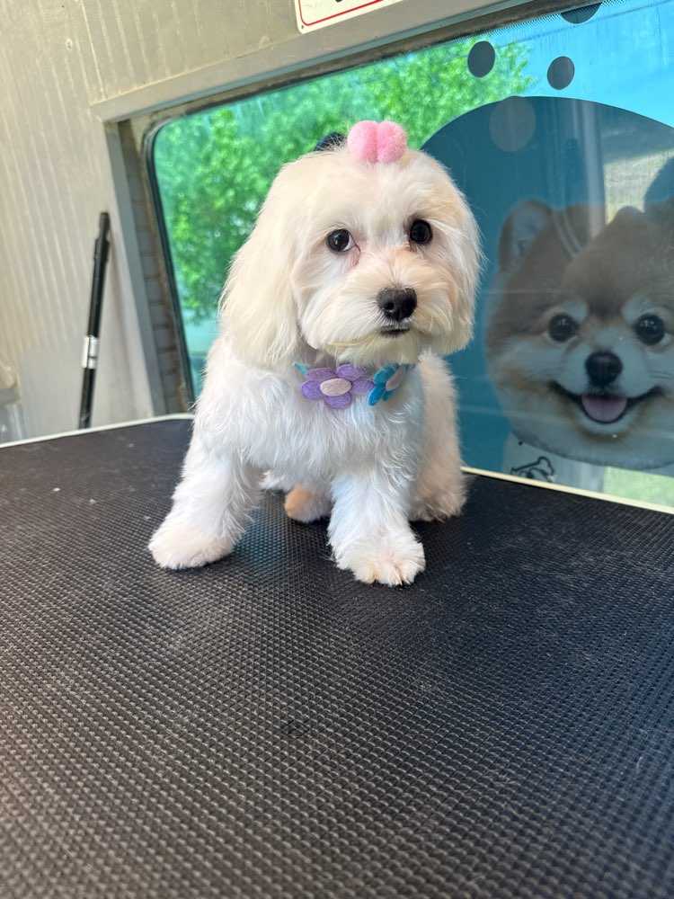 princess