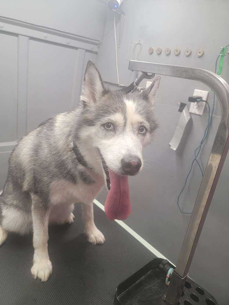 Dog Pet Photo