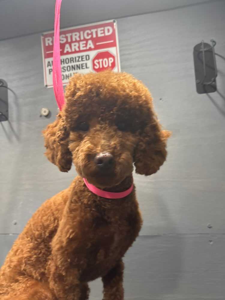 gigi