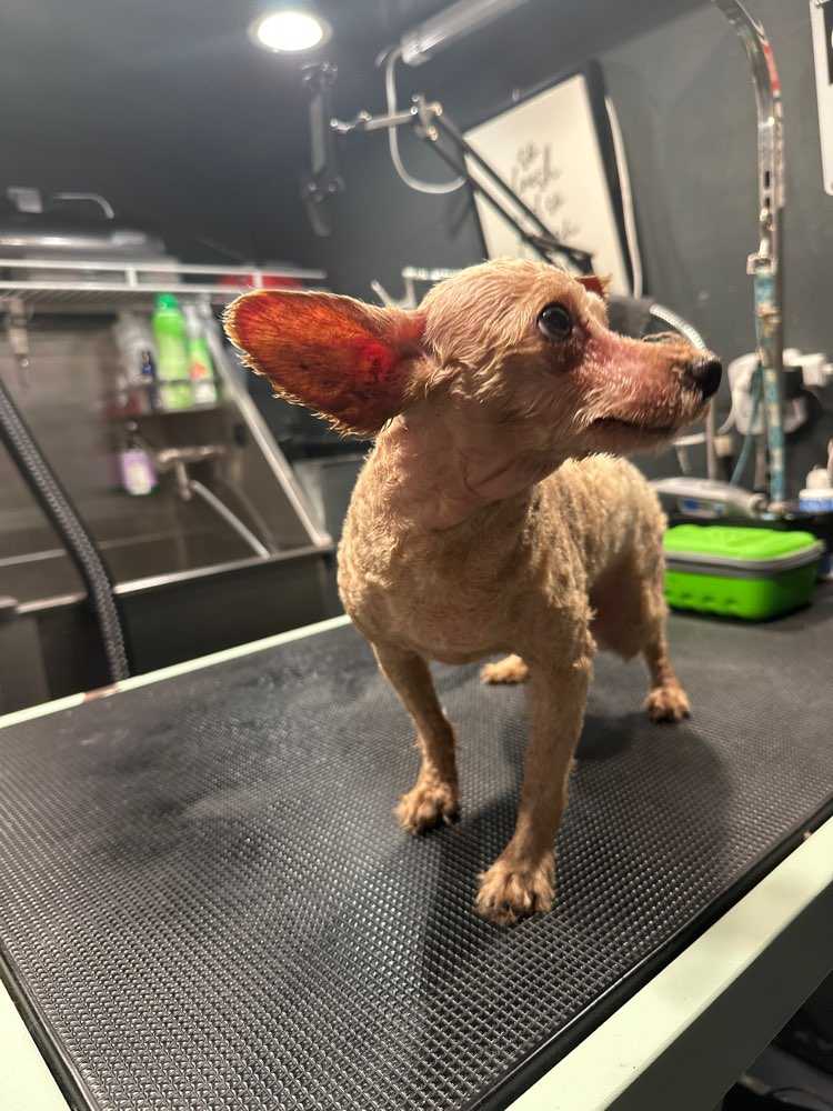 Teddy