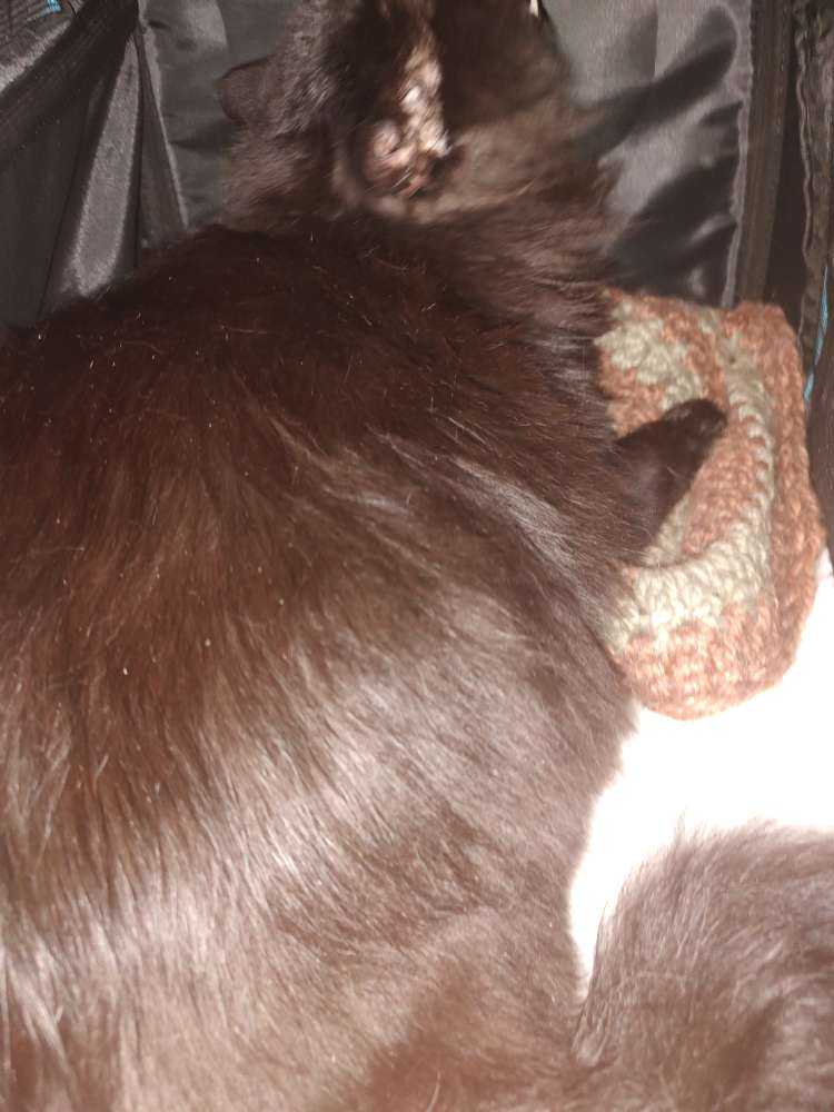 Bean
