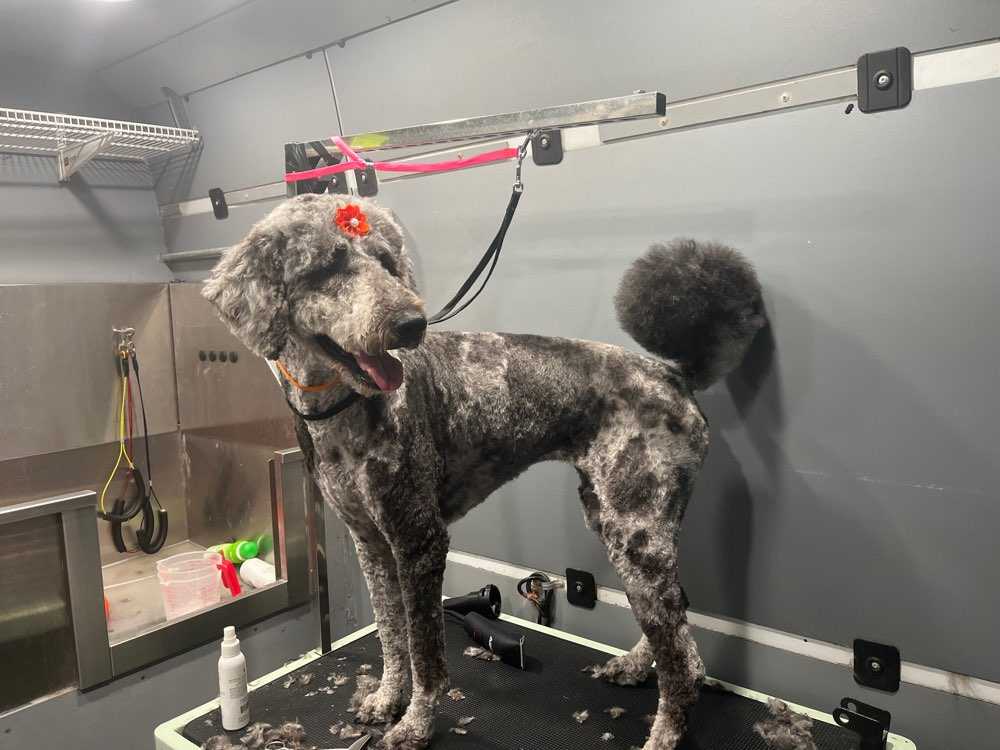 Pet