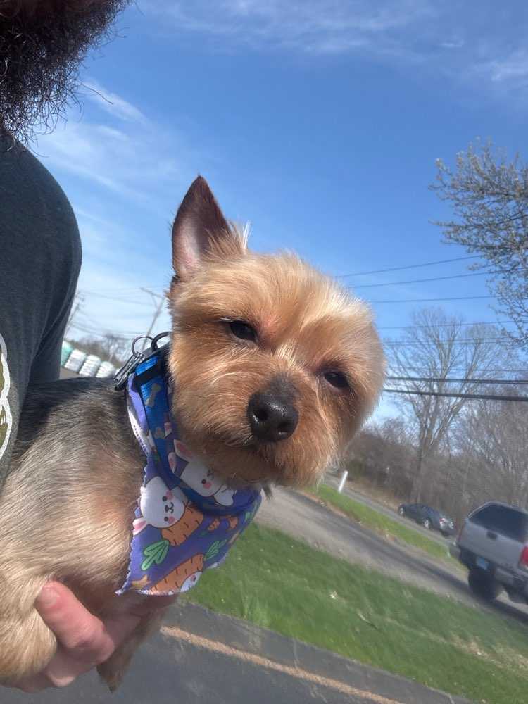 toby