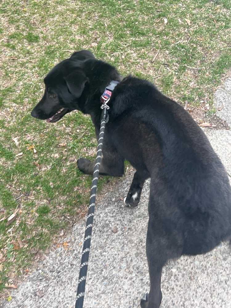 Nova