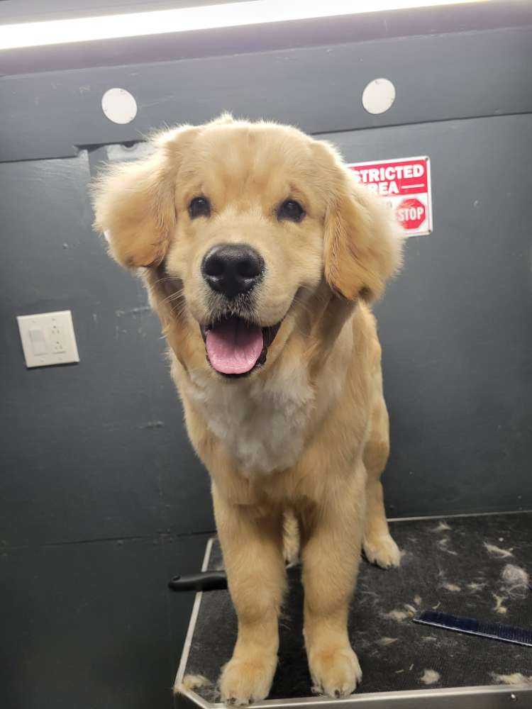 Simba