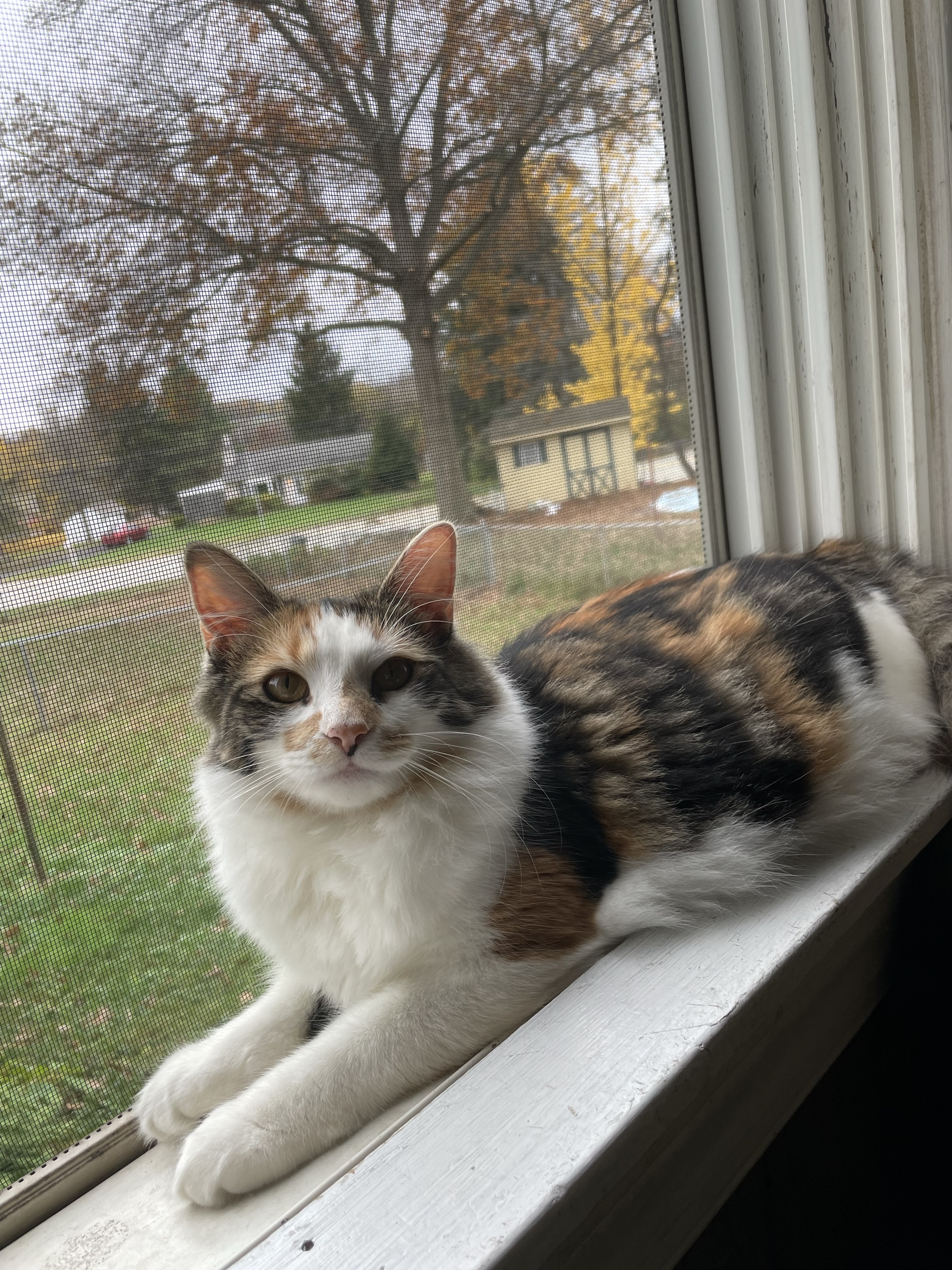 Pet