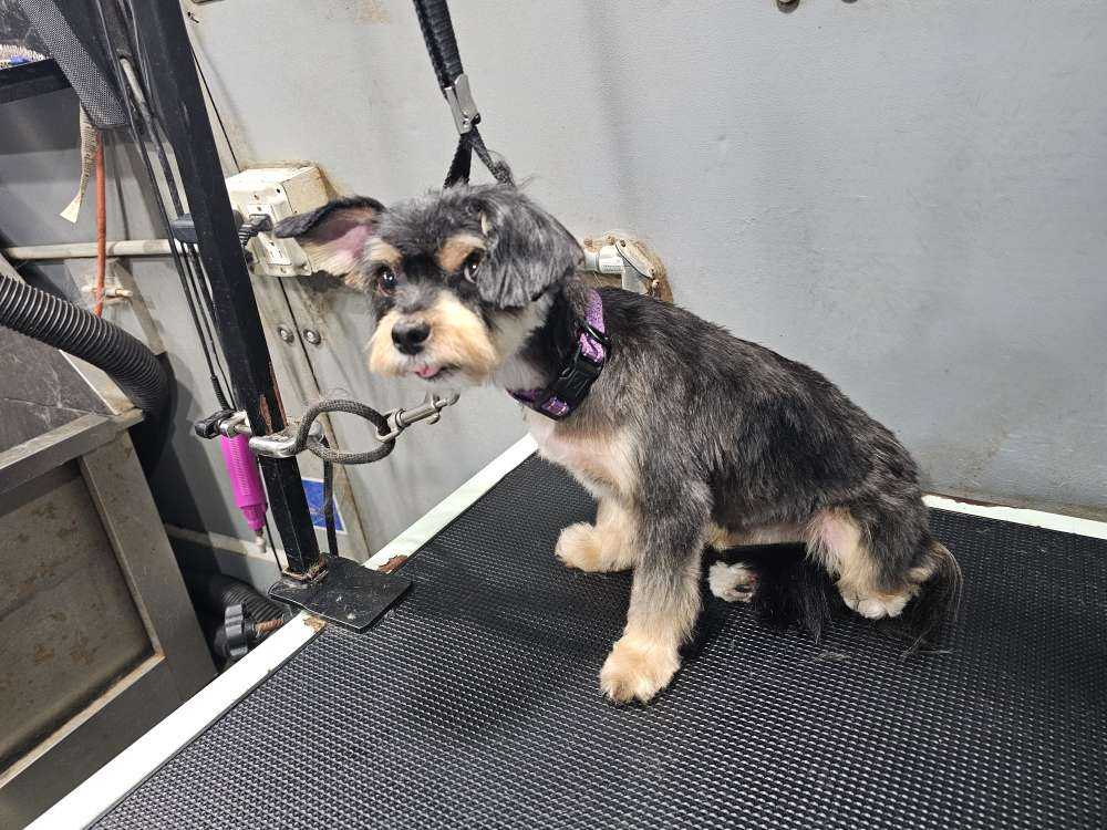 Maggie