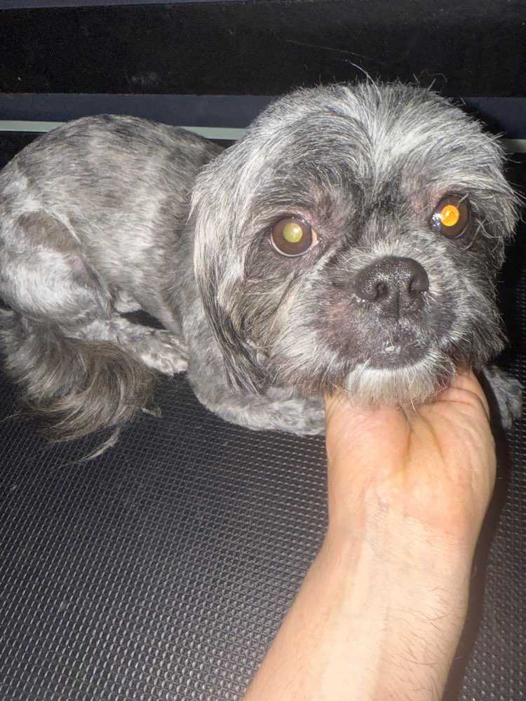 lucy