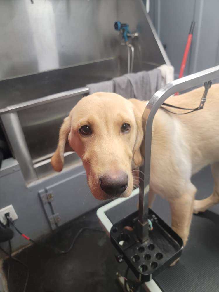 Dog Pet Photo