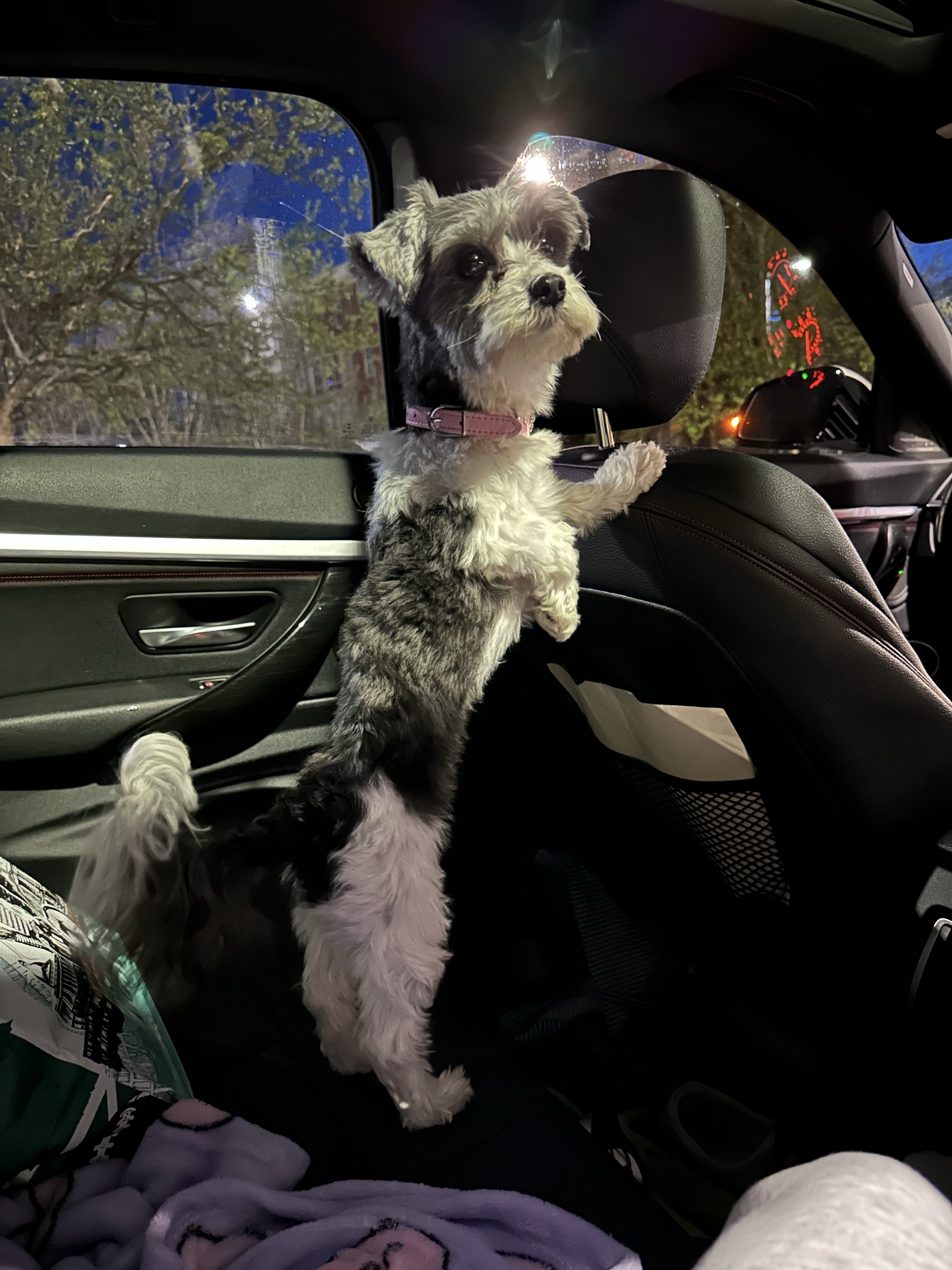 Pet