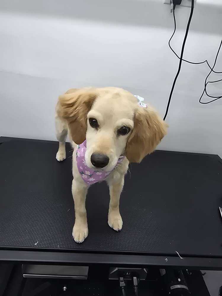 Sophie