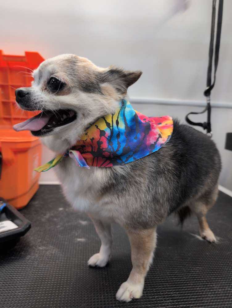 Dog Pet Photo