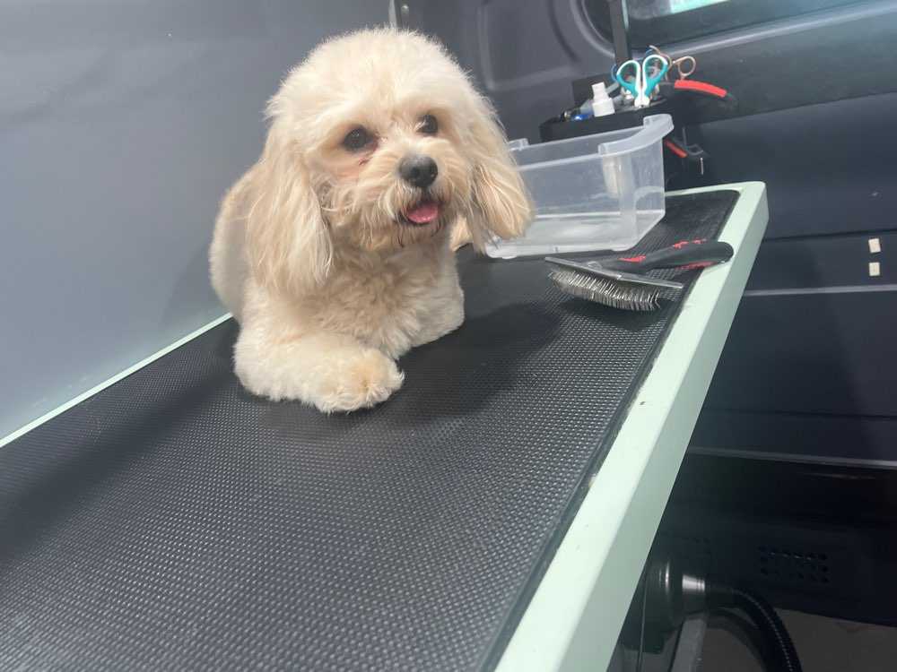 Dog Pet Photo