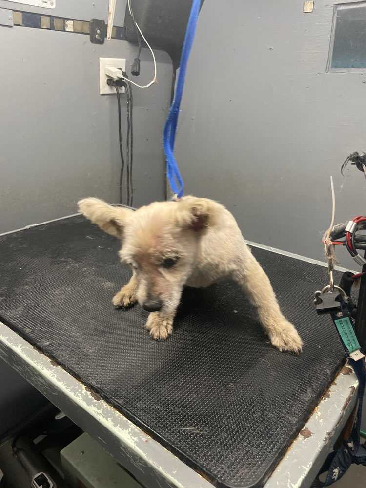 Scrappy Doo