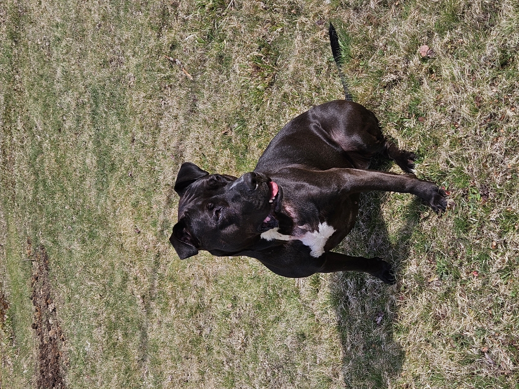 Pet Profile