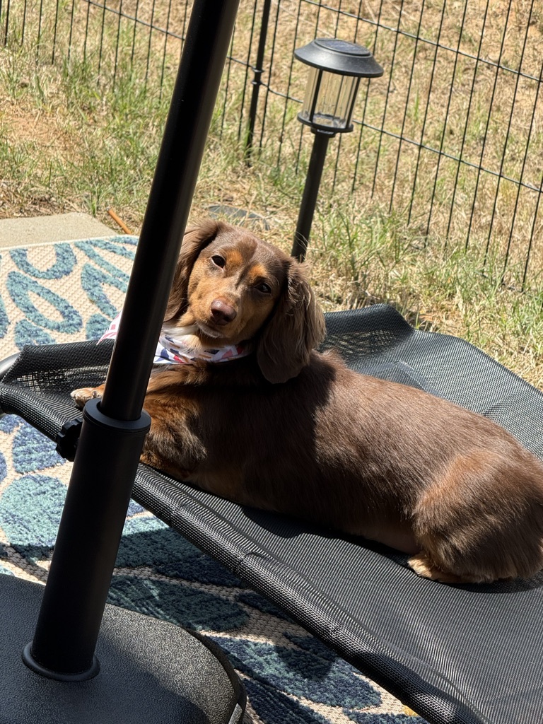 Dog Pet Photo