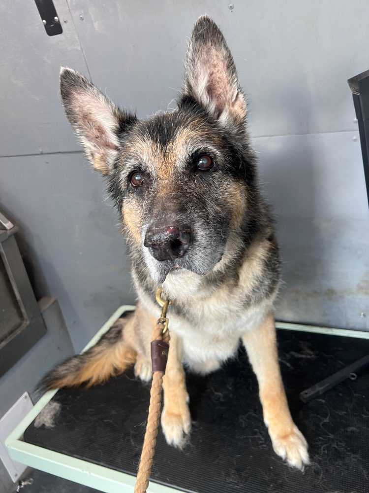 Odin