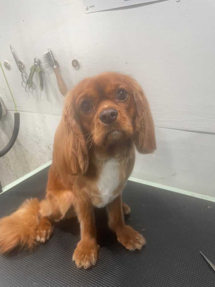 Pet