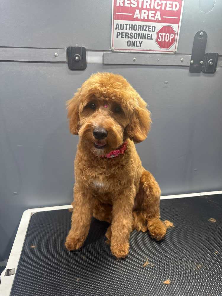 Phoebe