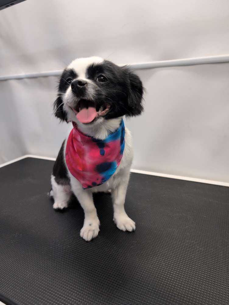 Delilah 