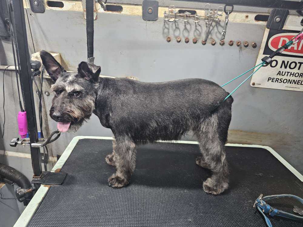 Pepper