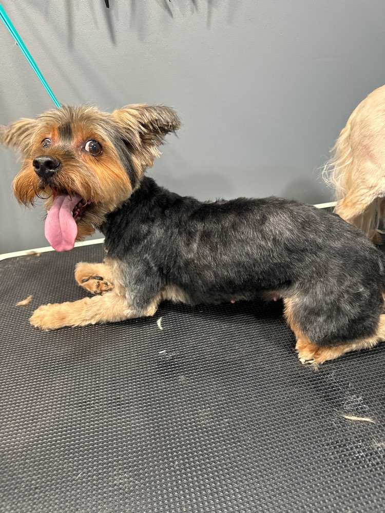 Pepper