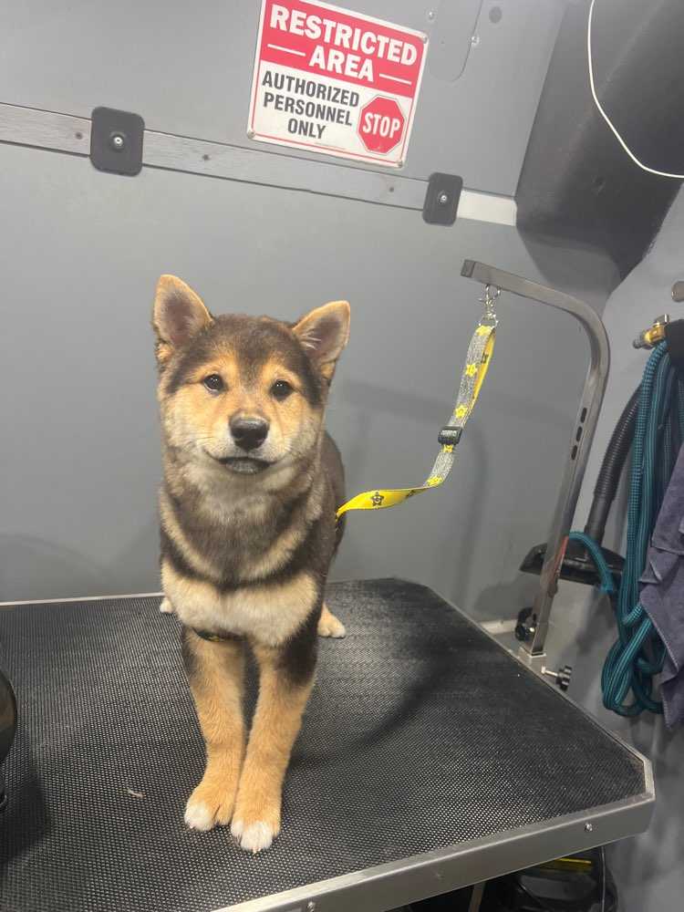 Dog Pet Photo