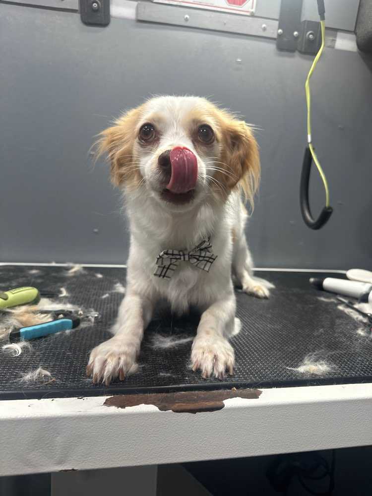 Pet